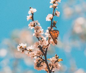 Preview wallpaper butterfly, branch, flowers, macro