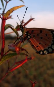 Preview wallpaper butterfly, branch, flying, wings