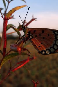 Preview wallpaper butterfly, branch, flying, wings