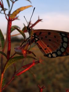 Preview wallpaper butterfly, branch, flying, wings