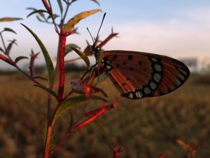 Preview wallpaper butterfly, branch, flying, wings