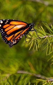 Preview wallpaper butterfly, branch, flying, wings, patterns