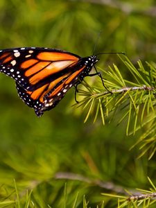 Preview wallpaper butterfly, branch, flying, wings, patterns