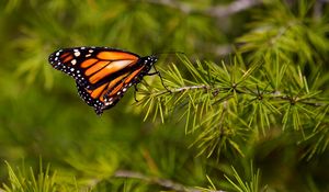 Preview wallpaper butterfly, branch, flying, wings, patterns