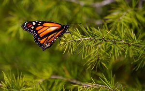 Preview wallpaper butterfly, branch, flying, wings, patterns