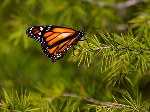 Preview wallpaper butterfly, branch, flying, wings, patterns