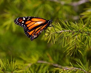 Preview wallpaper butterfly, branch, flying, wings, patterns