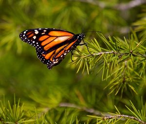 Preview wallpaper butterfly, branch, flying, wings, patterns