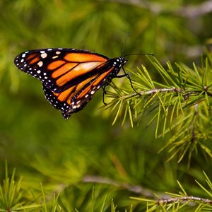 Preview wallpaper butterfly, branch, flying, wings, patterns