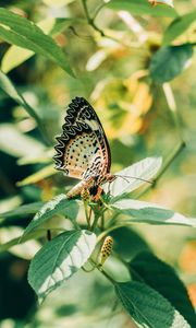 Preview wallpaper butterfly, branch, leaves, insect, macro