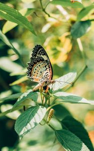 Preview wallpaper butterfly, branch, leaves, insect, macro