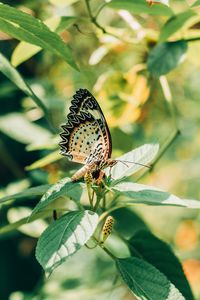 Preview wallpaper butterfly, branch, leaves, insect, macro