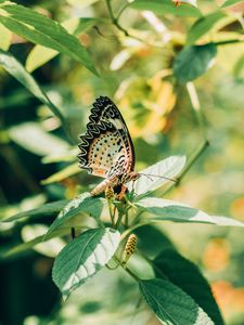 Preview wallpaper butterfly, branch, leaves, insect, macro