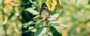 Preview wallpaper butterfly, branch, leaves, insect, macro