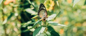 Preview wallpaper butterfly, branch, leaves, insect, macro