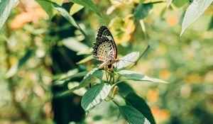 Preview wallpaper butterfly, branch, leaves, insect, macro