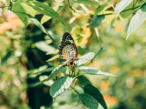 Preview wallpaper butterfly, branch, leaves, insect, macro