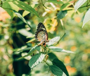 Preview wallpaper butterfly, branch, leaves, insect, macro