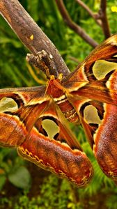 Preview wallpaper butterfly, branch, patterns, insect