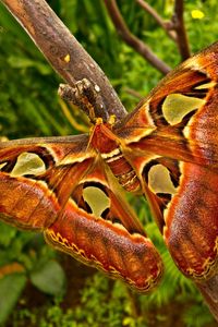 Preview wallpaper butterfly, branch, patterns, insect