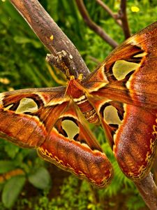 Preview wallpaper butterfly, branch, patterns, insect