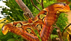 Preview wallpaper butterfly, branch, patterns, insect