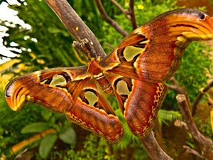 Preview wallpaper butterfly, branch, patterns, insect