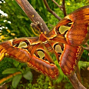 Preview wallpaper butterfly, branch, patterns, insect