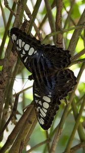 Preview wallpaper butterfly, branch, plant, insect