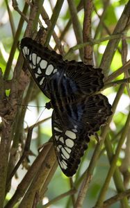 Preview wallpaper butterfly, branch, plant, insect