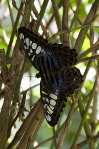 Preview wallpaper butterfly, branch, plant, insect