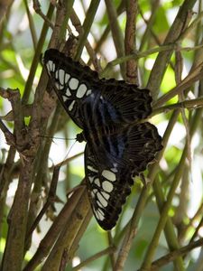 Preview wallpaper butterfly, branch, plant, insect