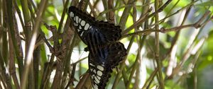 Preview wallpaper butterfly, branch, plant, insect