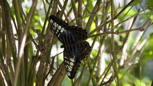 Preview wallpaper butterfly, branch, plant, insect