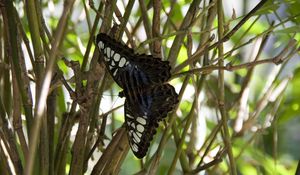 Preview wallpaper butterfly, branch, plant, insect