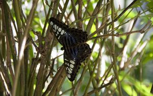 Preview wallpaper butterfly, branch, plant, insect