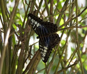 Preview wallpaper butterfly, branch, plant, insect