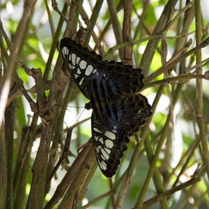 Preview wallpaper butterfly, branch, plant, insect