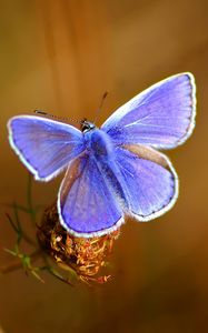 Preview wallpaper butterfly, bright, beautiful, wings, patterns