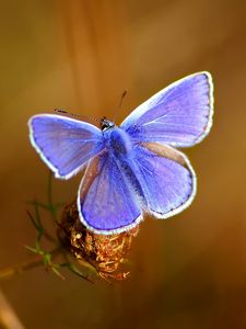 Preview wallpaper butterfly, bright, beautiful, wings, patterns