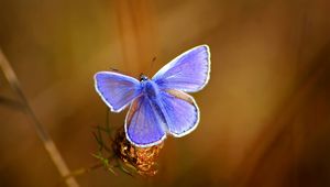 Preview wallpaper butterfly, bright, beautiful, wings, patterns