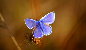 Preview wallpaper butterfly, bright, beautiful, wings, patterns