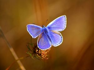 Preview wallpaper butterfly, bright, beautiful, wings, patterns