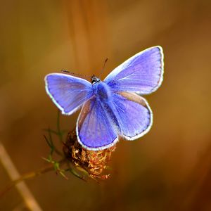 Preview wallpaper butterfly, bright, beautiful, wings, patterns