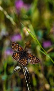 Preview wallpaper butterfly, brown, flower, macro