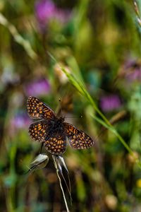 Preview wallpaper butterfly, brown, flower, macro