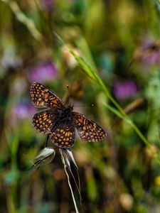 Preview wallpaper butterfly, brown, flower, macro