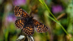 Preview wallpaper butterfly, brown, flower, macro