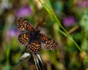 Preview wallpaper butterfly, brown, flower, macro