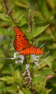 Preview wallpaper butterfly, brown, insect, plant, macro